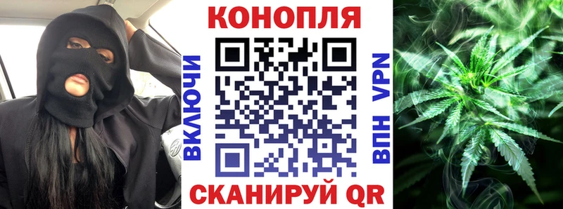 Конопля гибрид  Славгород 